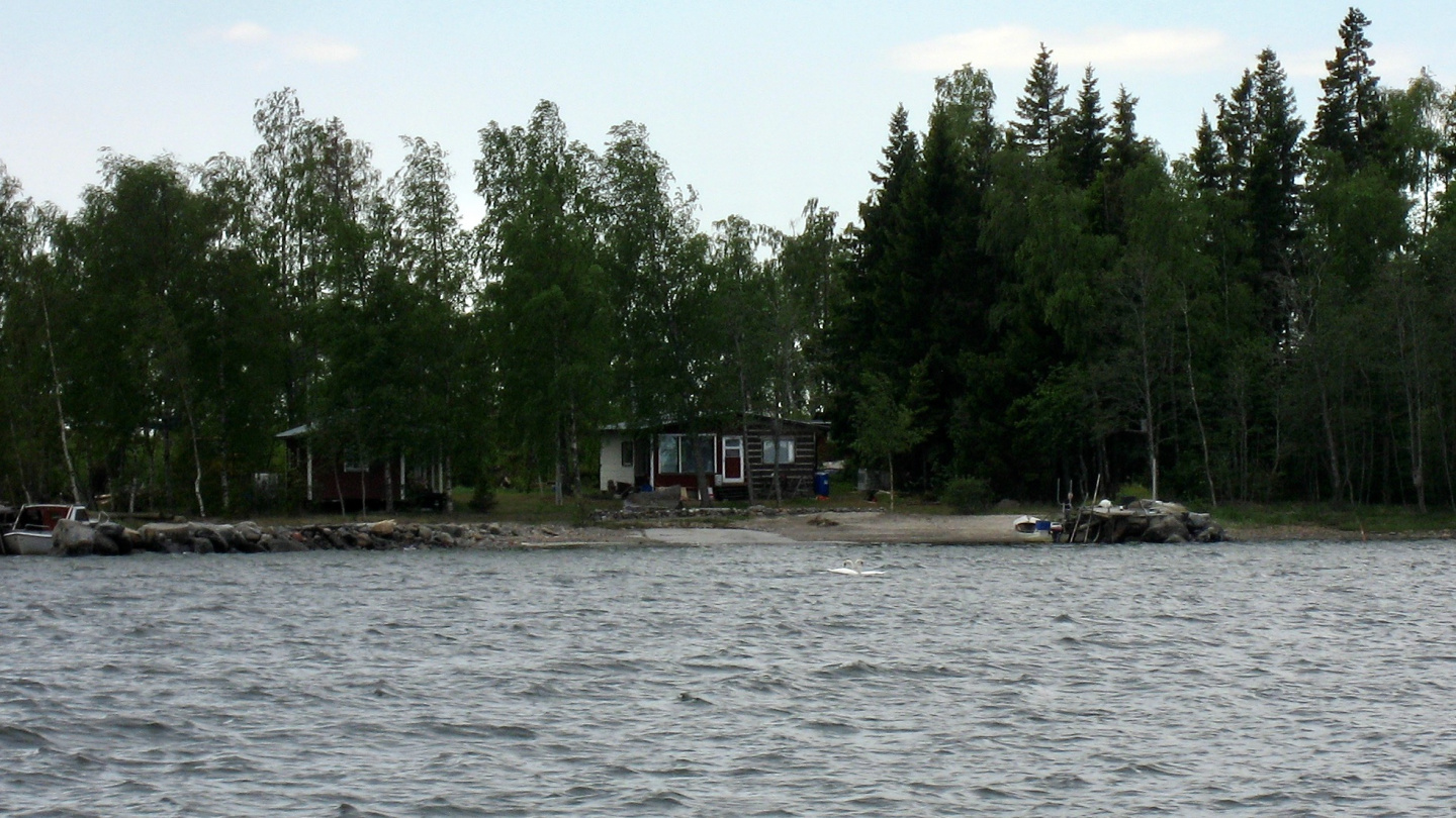 Swans in the archipelago of Vaasa