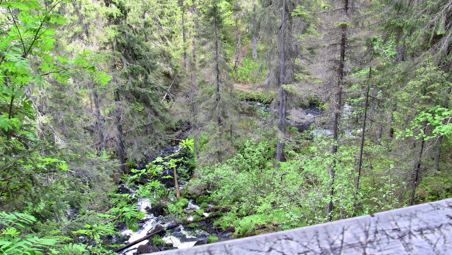 Korkeakoski is the highest white water in Finland