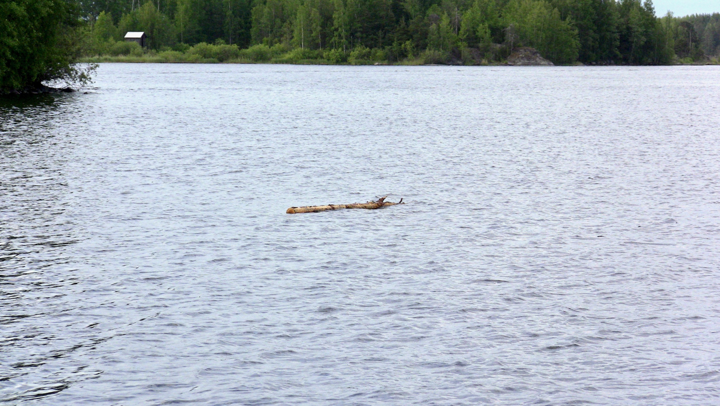 Drifting log in Saimaa