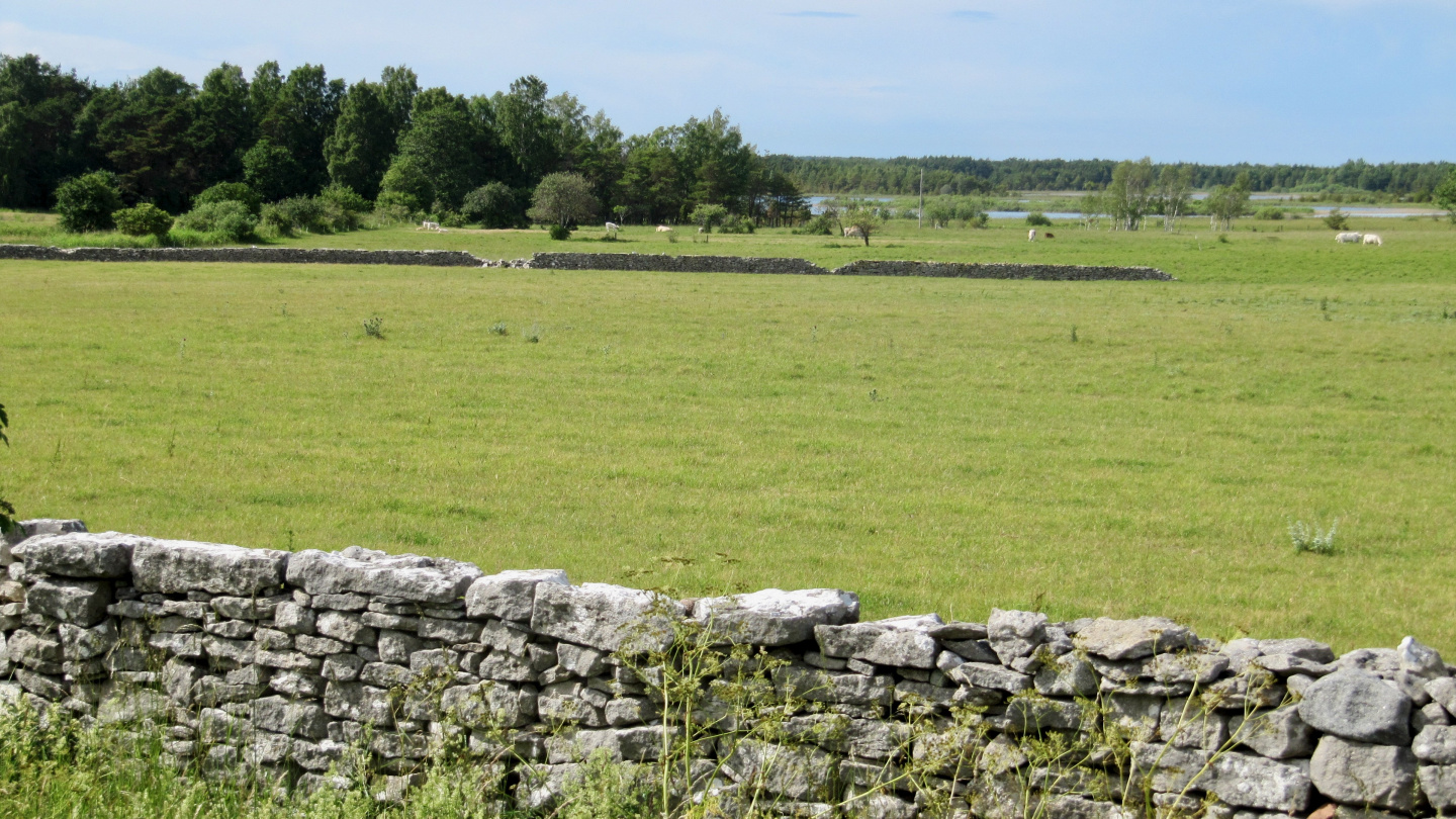 Stone fences in Gotland