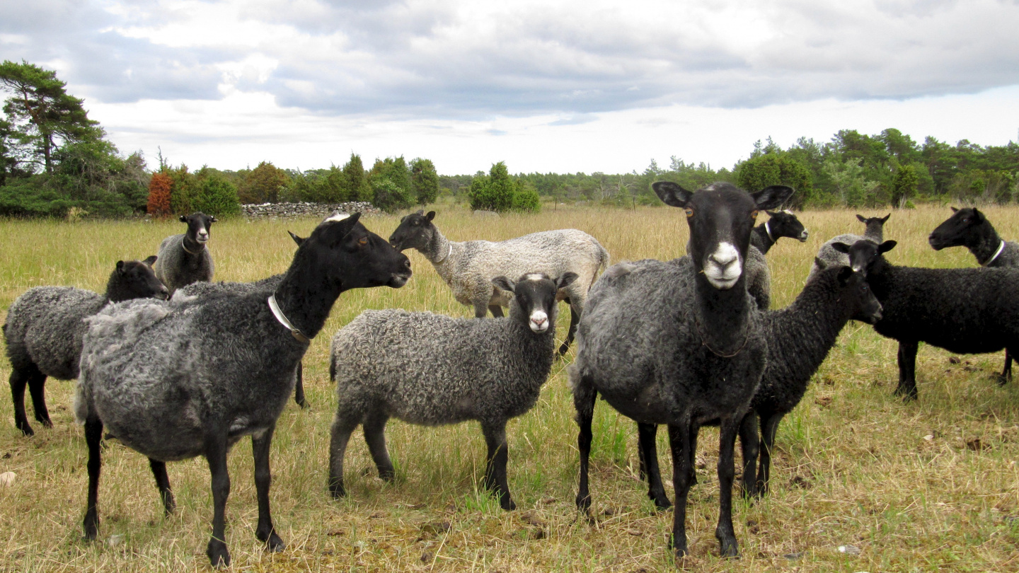 Sheep on the island of Fårö