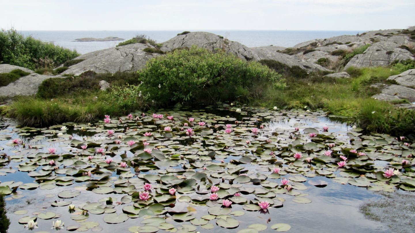 Rare pink water lily in Marstrand
