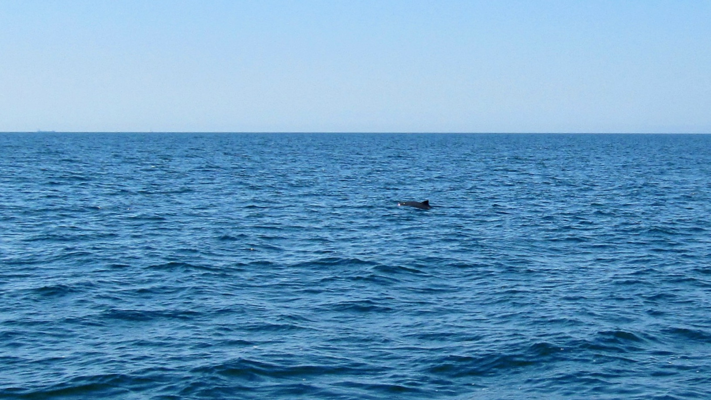 Harbour porpoise playing with Suwena on the Baltic Sea