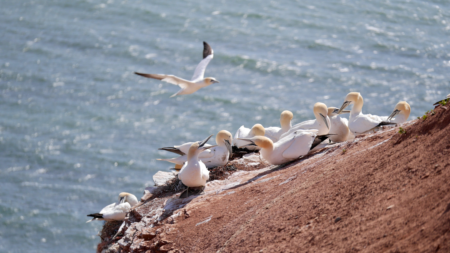 Birds nesting in Helgoland