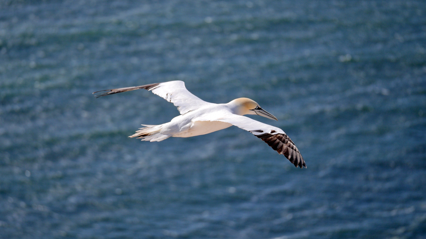 Northern gannet gliding in Helgoland