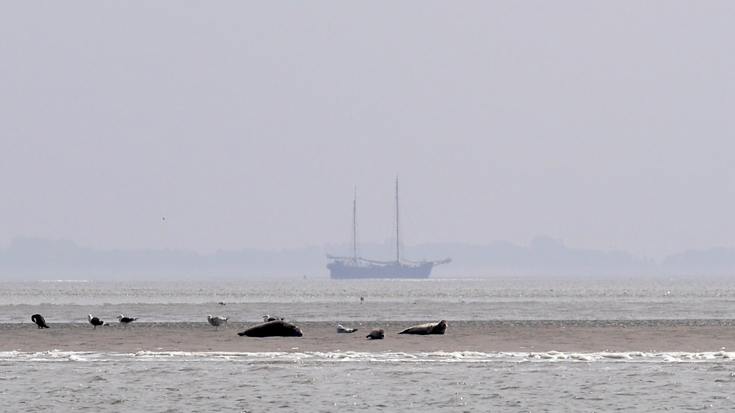 Seals on Waddenzee at the low tide