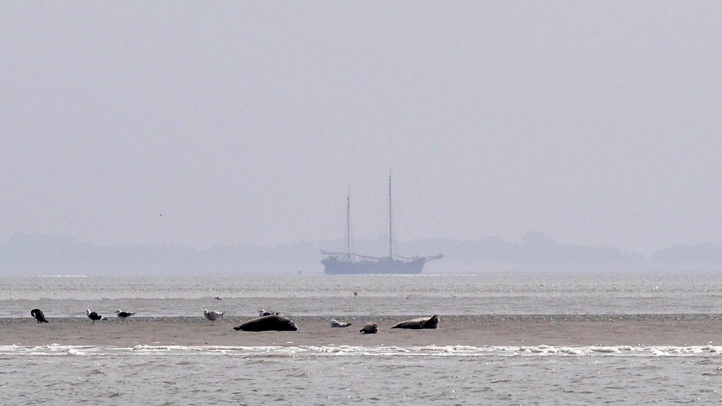 Hylkeet Waddenzeella alaveden aikaan