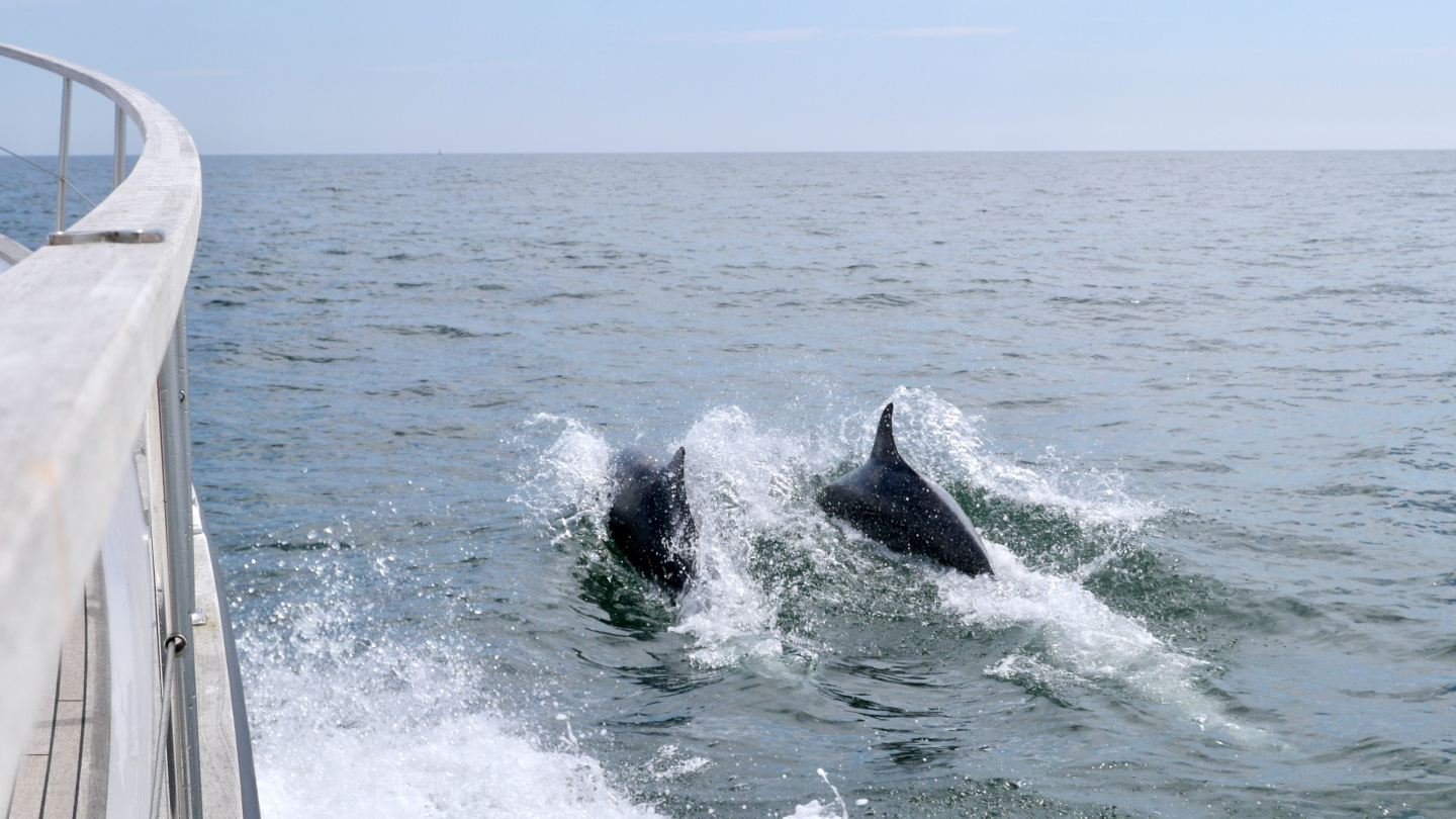 Dolphins next to Suwena on the North Sea