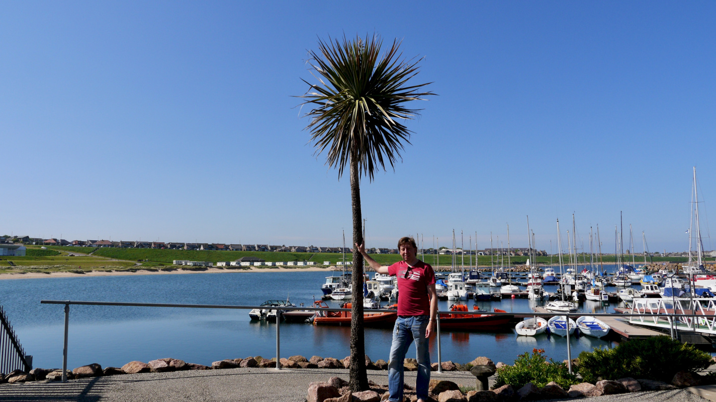 The palm tree in Pterhead at 57 degrees north