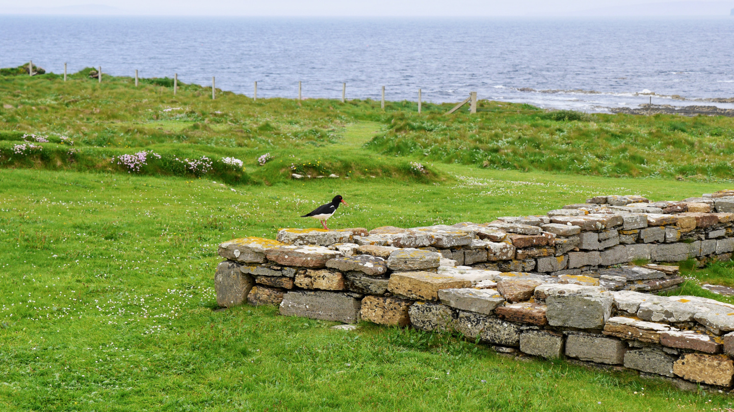 Oystercatcher in the island of Birsay at the ruins of viking settelement