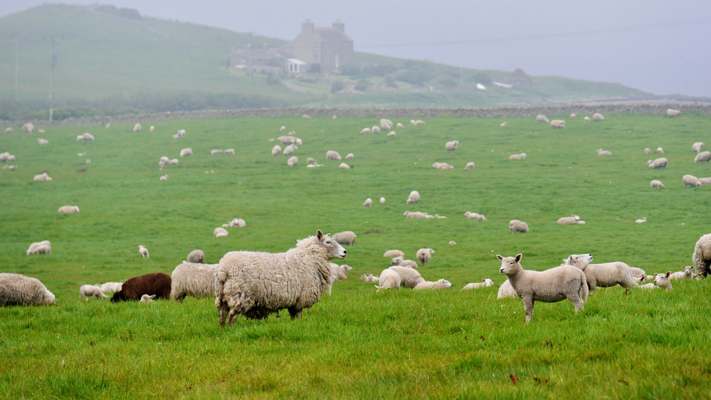 Lampaita Orkneyn saarilla