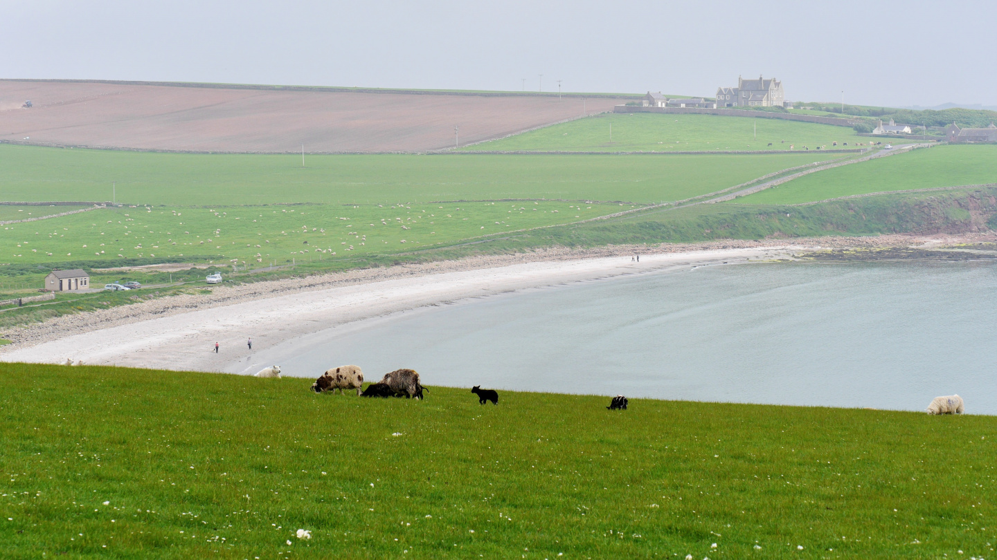 Farming in South Ronaldsay island of Orkney