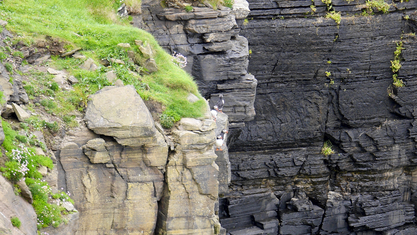 Puffins of the island of Rousay on Orkney