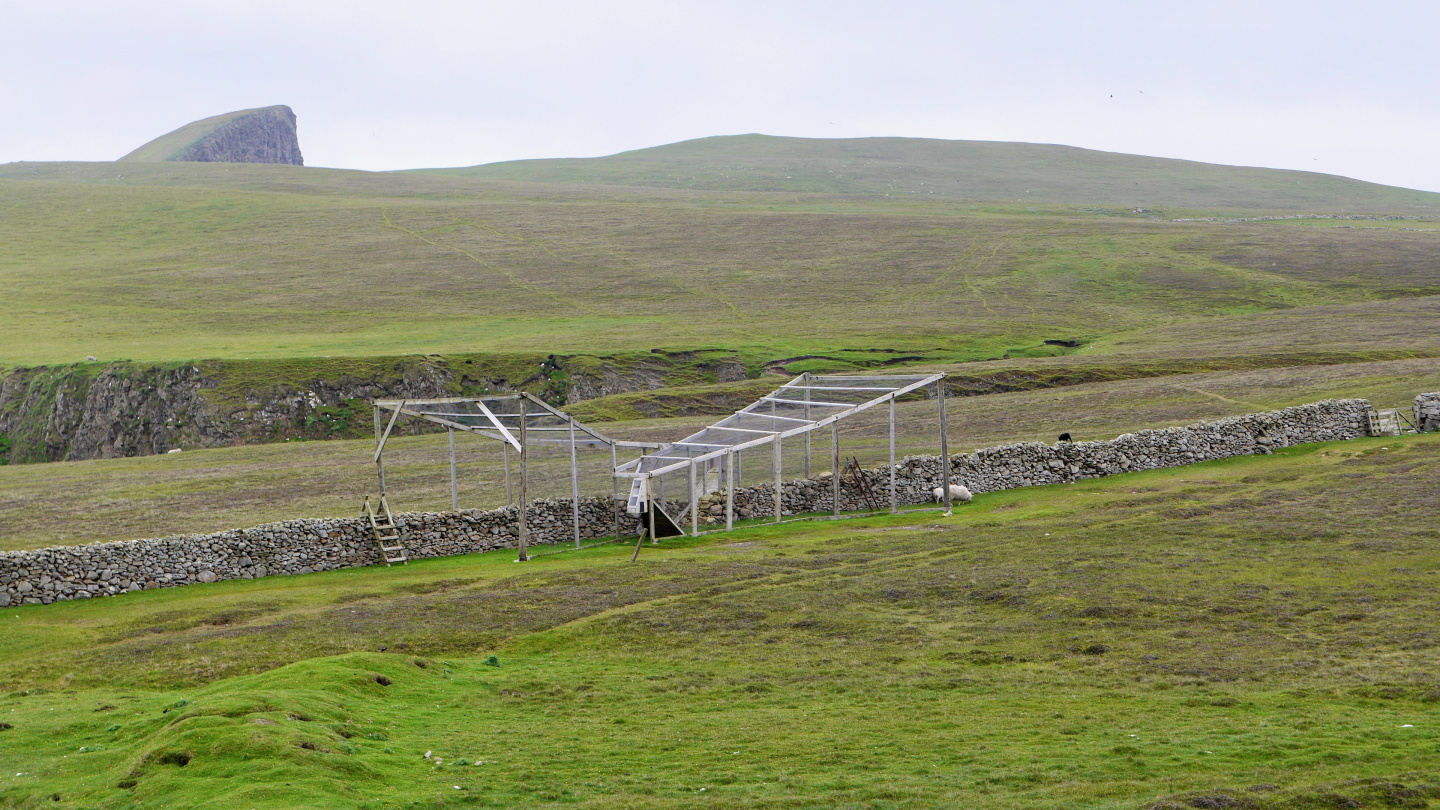 Bird trap on Fair Isle