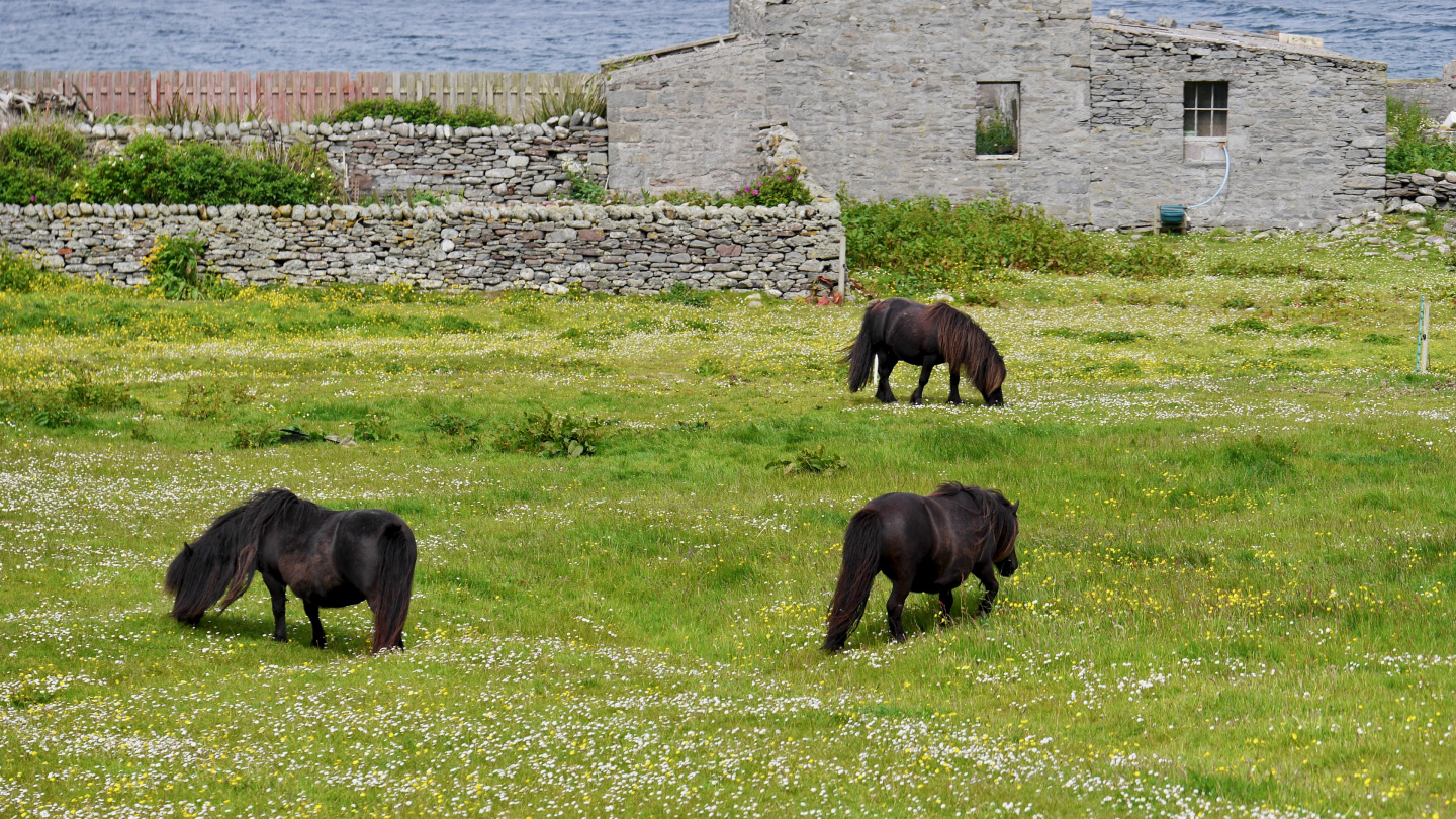 Shetlannin ponit Sumburgh Head niemellä