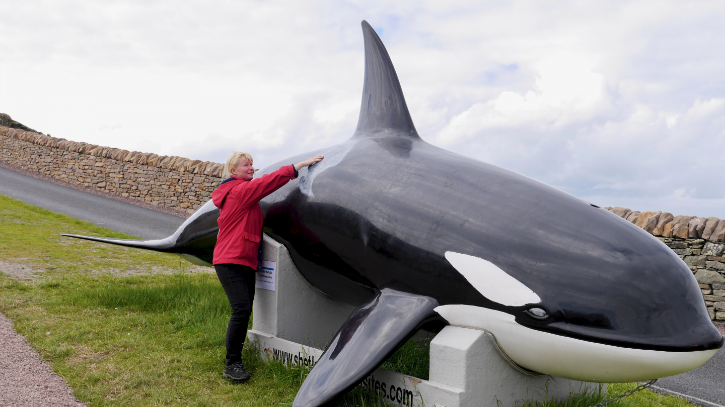 Eve studing the killer whale in Shetland