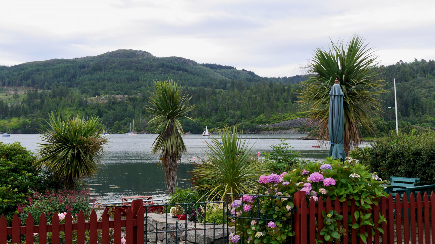 Palm trees in Plockton in Scotland