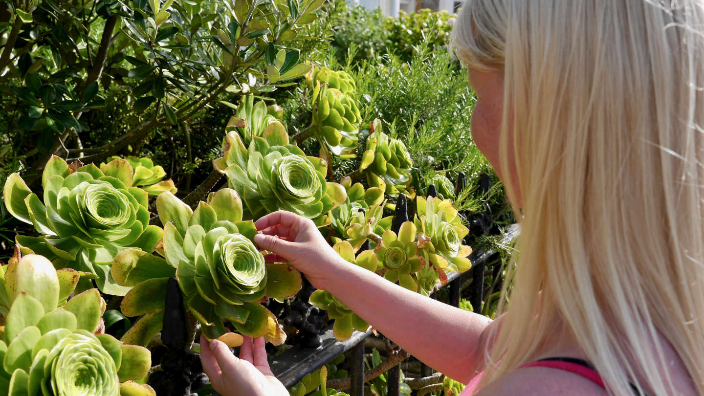 Eve looking at the tropical flower of Aeonium Undulatum on the Isles of Scilly