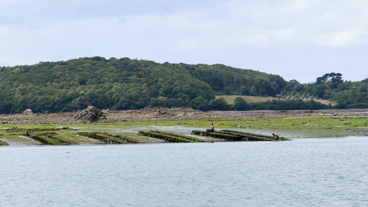 Oyster beds on the river Jaudy in Brittany