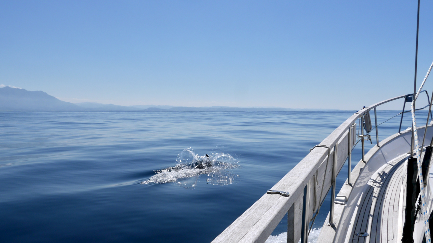 Dolphin playing with Suwena on the coast of North Spain