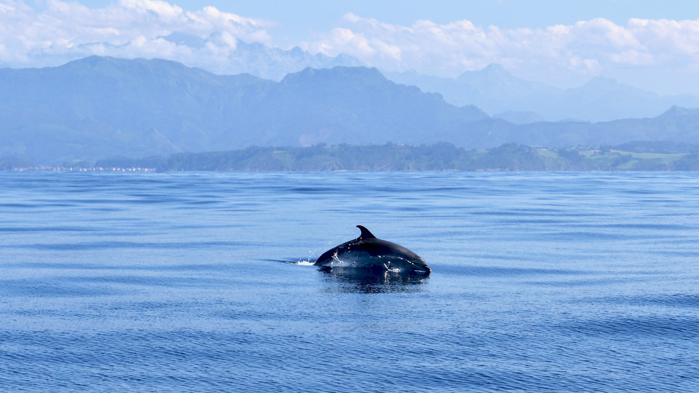 Dolphin playing with Suwena on the coast of North Spain