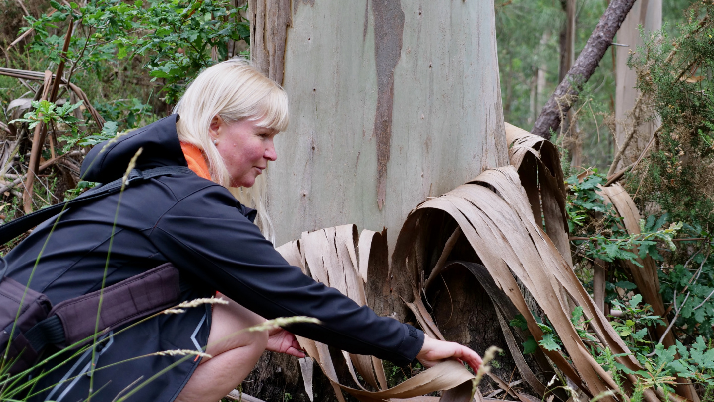 Eve looking at eucalyptus tree in Galicia