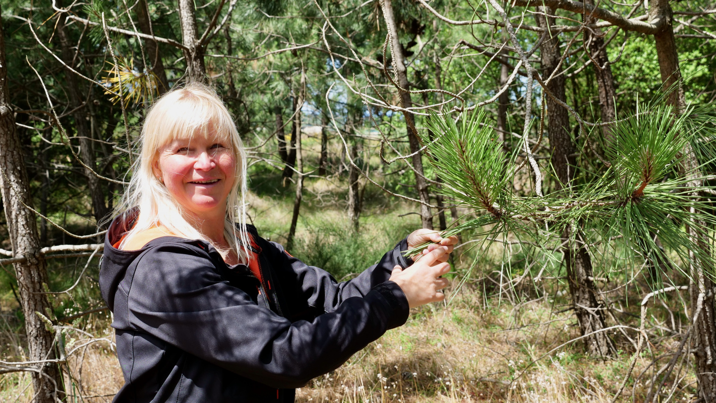 Eve looking at pine trees on the island of Arousa, Galicia