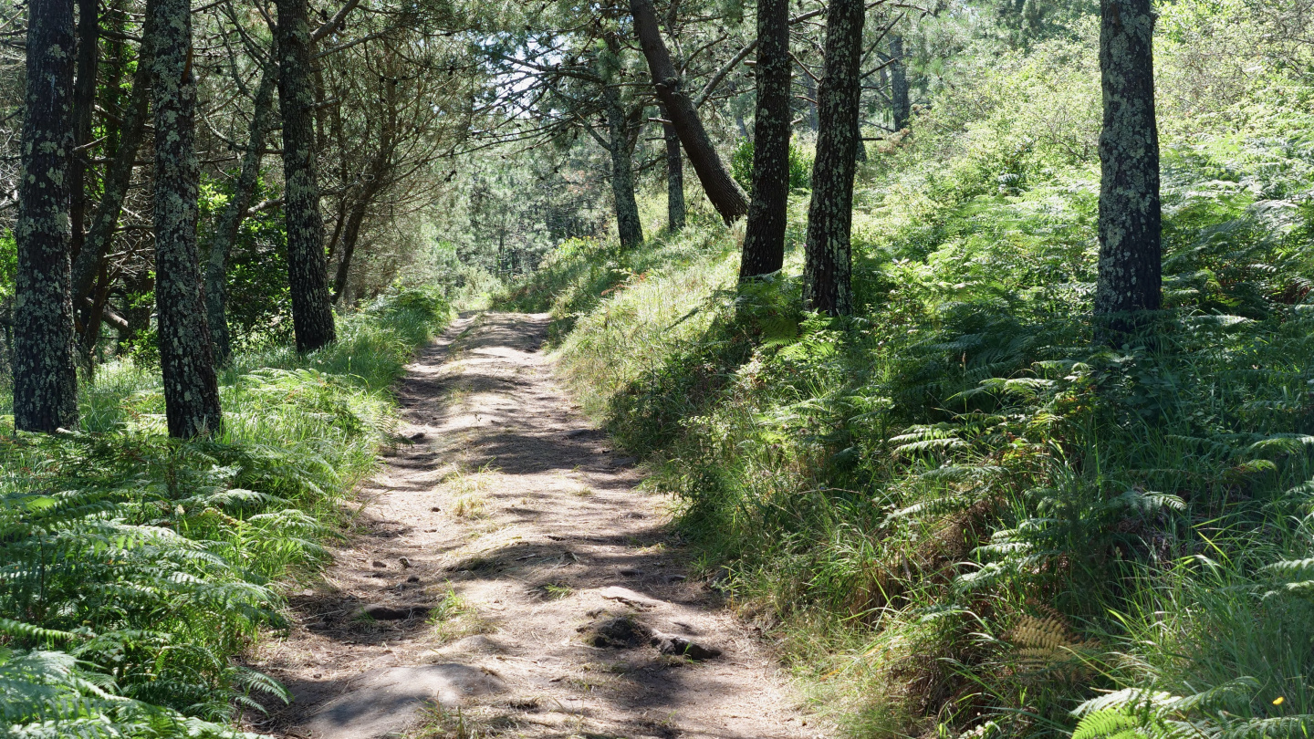 Forest in the islands of Cíes, Galicia