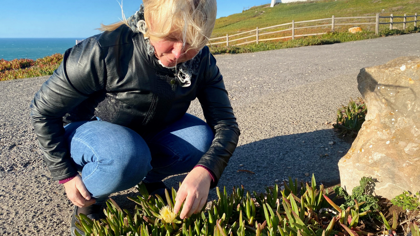 Eve examining Hottentot Fig flowers at Cabo da Roca, Portugal