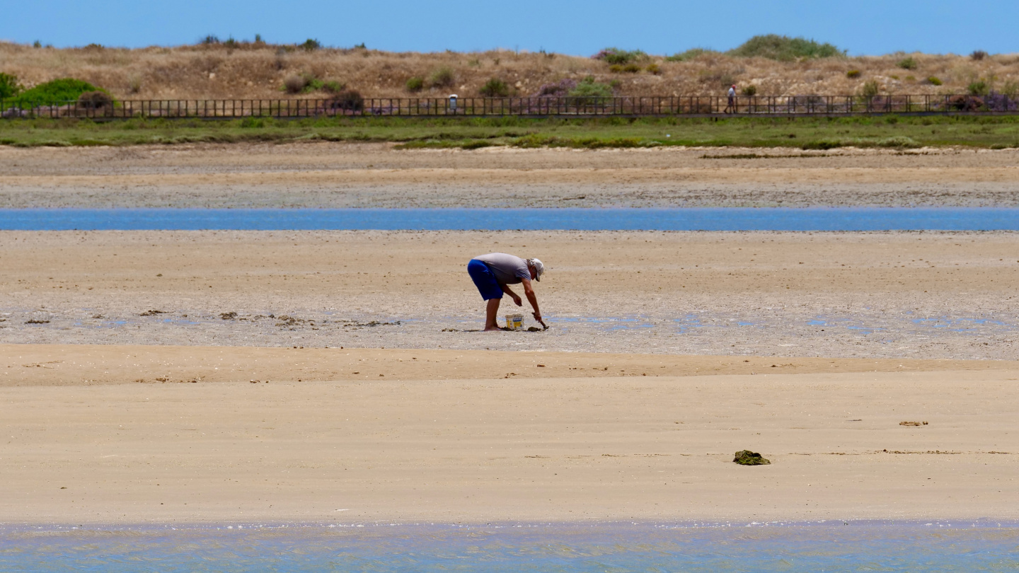 Seafood picker in the sandbanks of Alvor, Portugal
