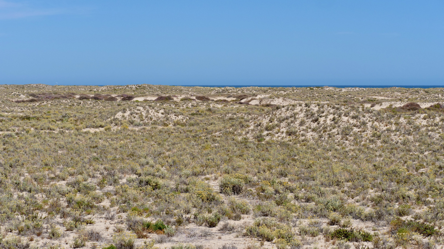 The sand dunes of Culatra, Algarve